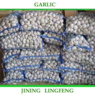 garlic34.jpg