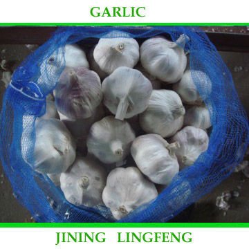garlic33.jpg