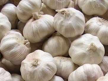 garlic04