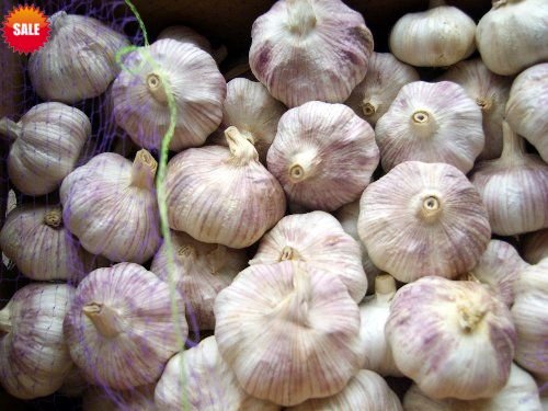 normal garlic34