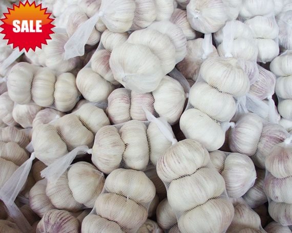 normal garlic9