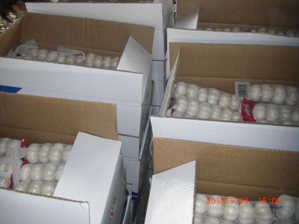 pure white4.jpg