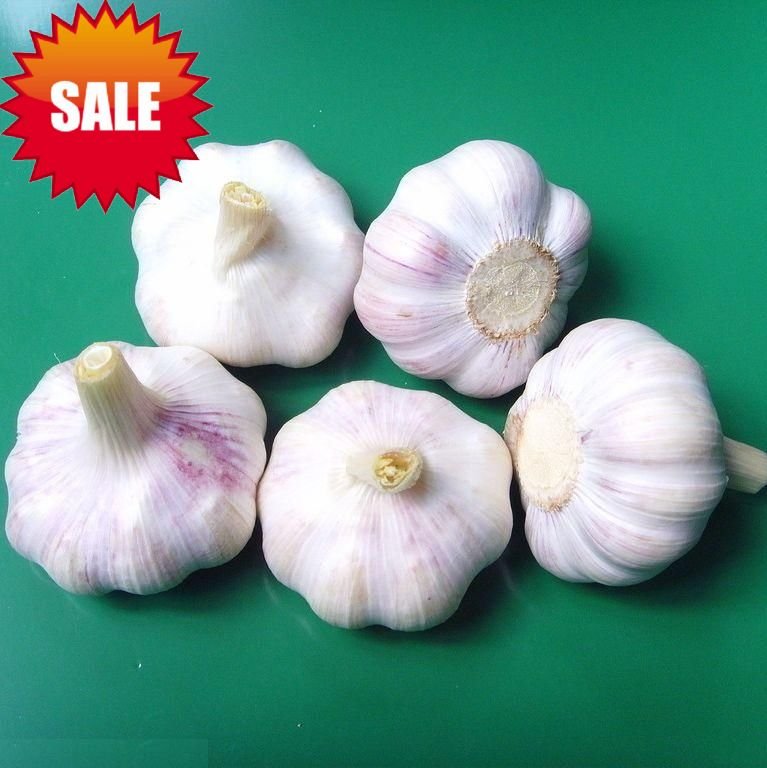 garlic 2.jpg