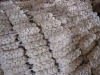 qingshan_garlic_summCAMDF2M4.jpg