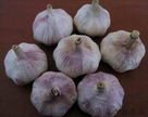 china red garlic.jpg