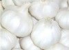 Qingshan_garlic_0summ.jpg