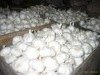 qingshan_garlic_62summ.jpg