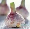 fresh_garlic.summ.jpg