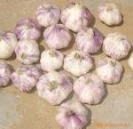 red  garlic .jpg