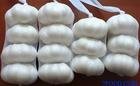 garlic5