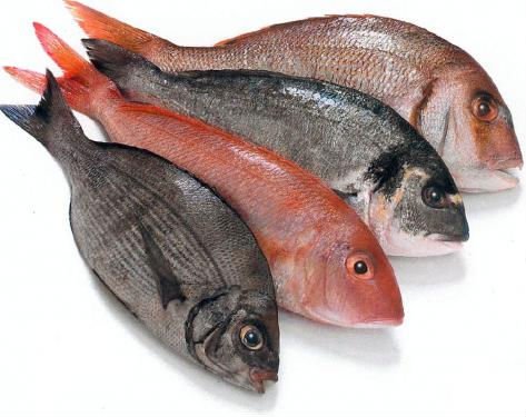 Types Fish on Fish Fresh Fish All Types Of Fish Product     Skysun Import   Export