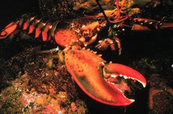 lobster body