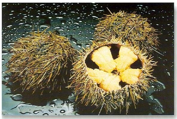 Urchin Roe