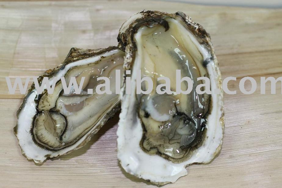 whole fresh large oyster products,Taiwan whole fresh large oyster supplier