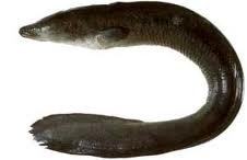 african longfin eel