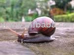 helicaron snail