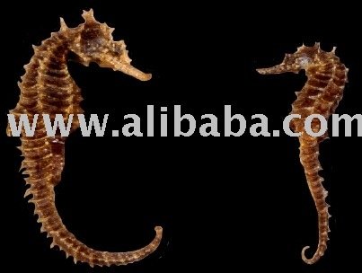 Indonesian Food Ingredients on Dried Sea Horse Products Egypt Dried Sea Horse Supplier
