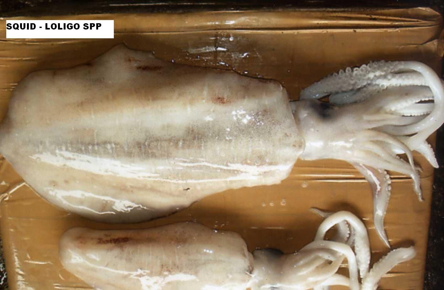 FROZEN SQUID products,Philippines FROZEN SQUID supplier