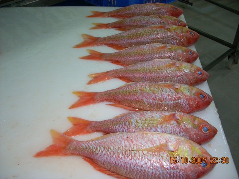 red mullet