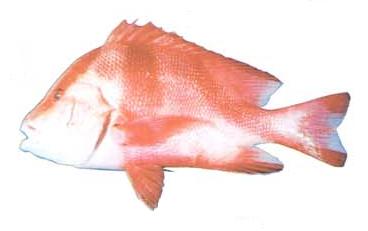 emperor red snapper