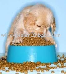 Dog In Food