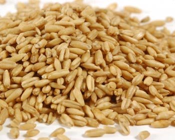 grains of barley