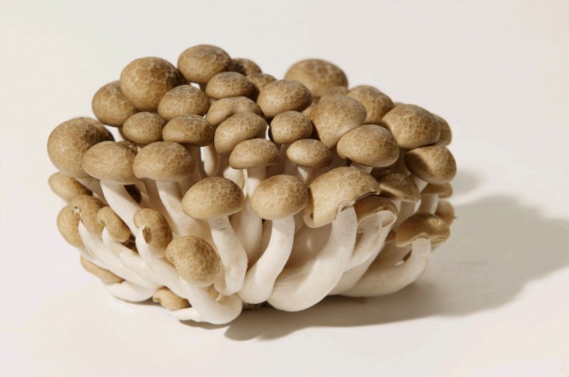 Shimeji Mushrooms Store at Marco Broussard blog