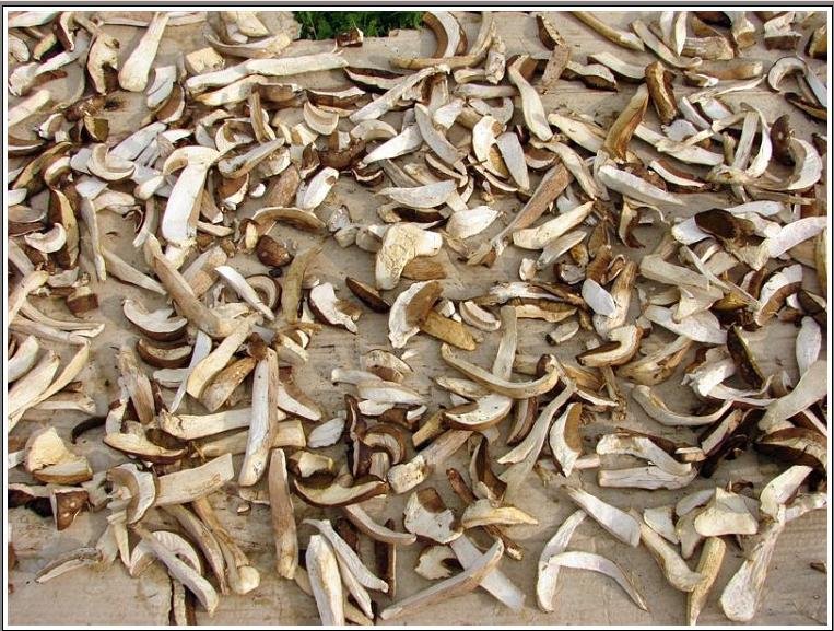 dried mushrooms