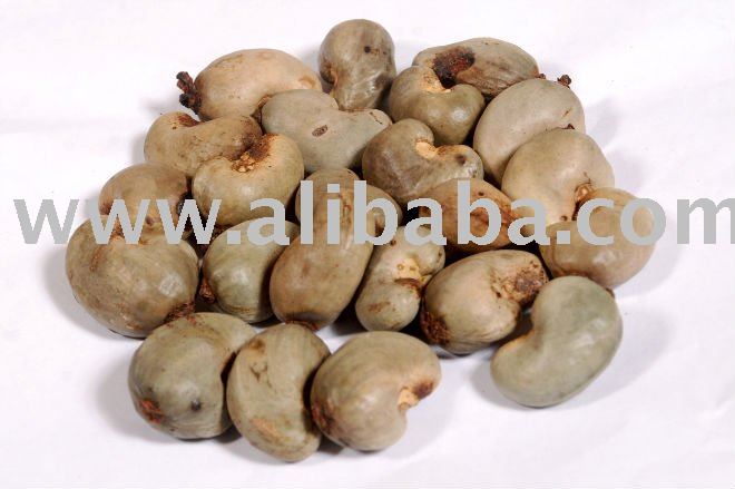 cashew nuts in shell