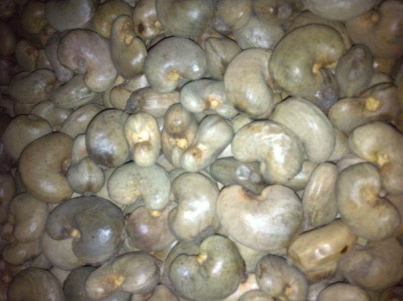 raw cashew nut with shell