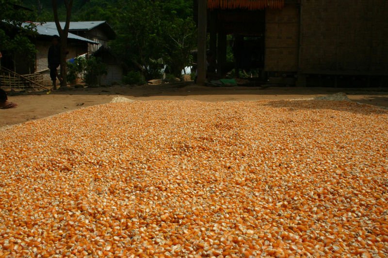 grain market maize lentil sorghum beans products grain market maize lentil sorghum beans products