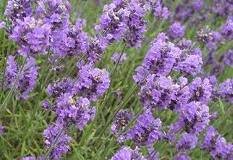 Edible Flowers Fresh Origins Microflowers Firestix Herb Kecombrang Flowers