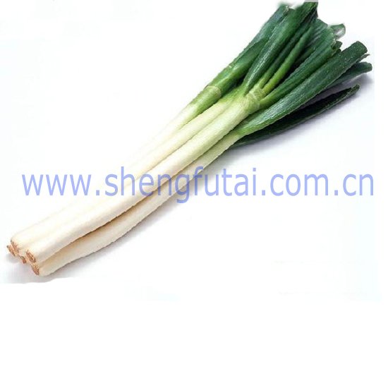 long onion