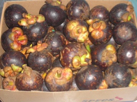 Indonesian Food Store  on Mangosteen Products Indonesia Mangosteen Supplier