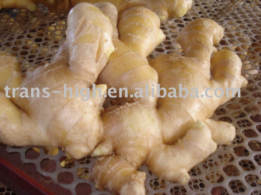 Golden Ginger Candy Productsindonesia Golden Ginger Candy Supplier 0645