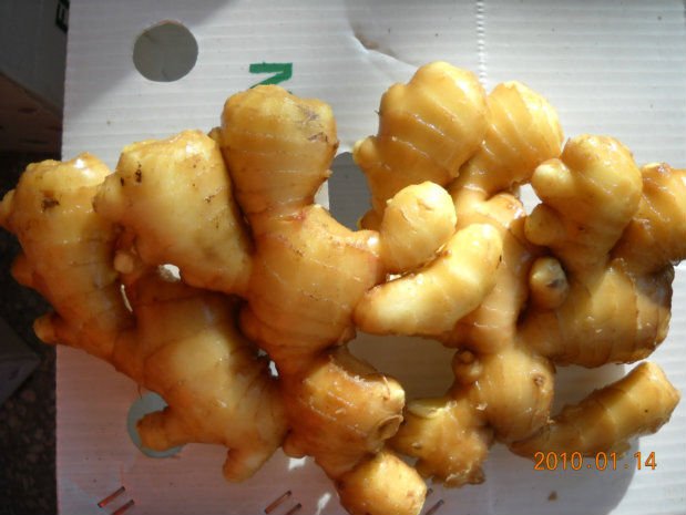 2011-chinese-fresh-ginger-root-150g-products-china-2011-chinese-fresh