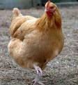 Alive Chickens For Sale Products,cameroon Alive Chickens For Sale Supplier