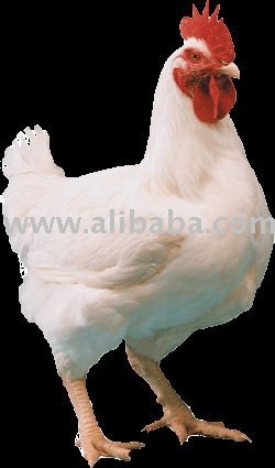 Broiler Chicken