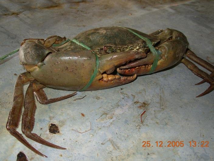 live mud crab