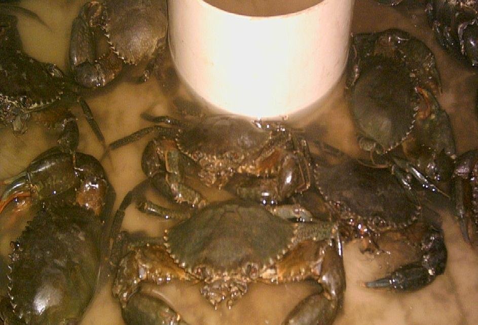 mud crab fattening