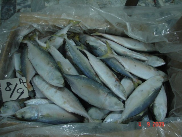 indian mackerel fish