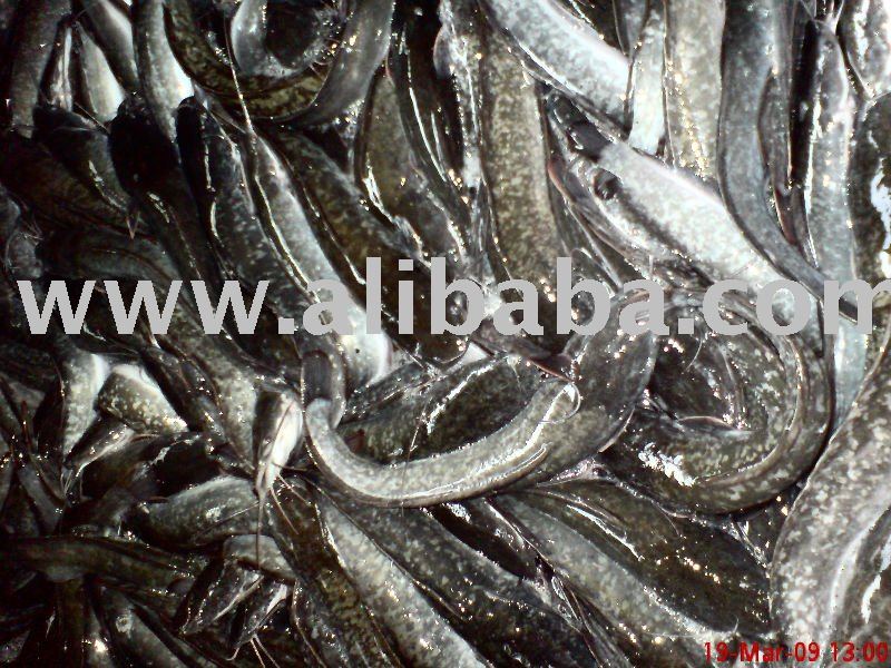 Untuk Dijual Ikan Keli @ Cat fish