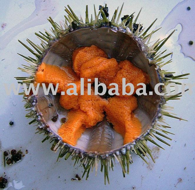 Urchin Roe