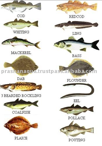 sea fish types productsindia sea fish types supplier sea fish 350x504