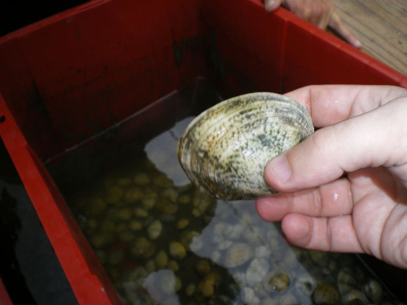 living clams