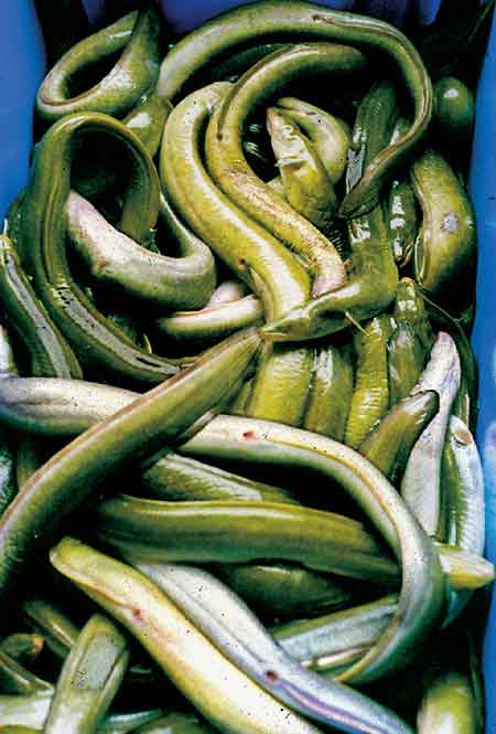 pictures of eels