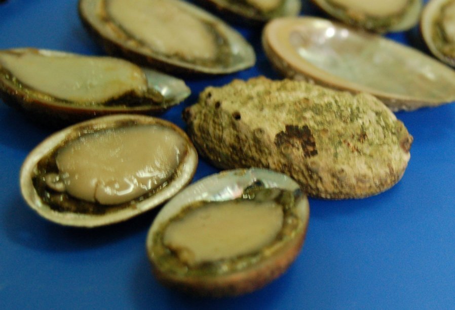 Fresh Abalone