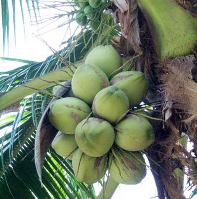 thai coconut  green