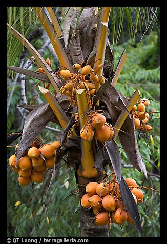 Coconut King