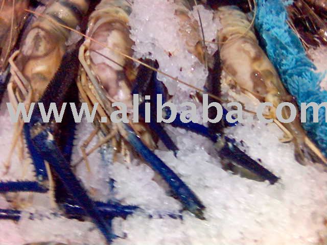 giant prawn, river prawn, freshwater prawn, live prawn